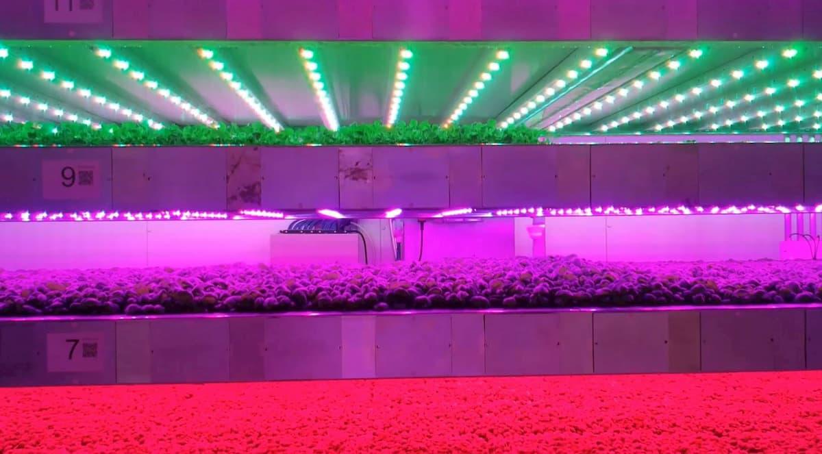 Robotik in der Landwirtschaft: vertical Farming mit Robotern